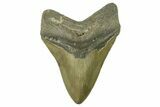 Serrated, Fossil Megalodon Tooth - North Carolina #382607-1
